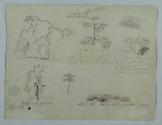 Nature Studies Including a Candelabra Tree with a Sloth, Rio Magdalena, Colombia