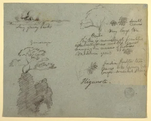 Riverbank and Botanical Sketches from Higuerote, Ecuador