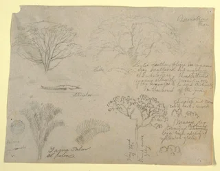 Series of Botanical Studies including an Alligator and a Monstrous Tree, seen from the Rio Magdalena, Colombia