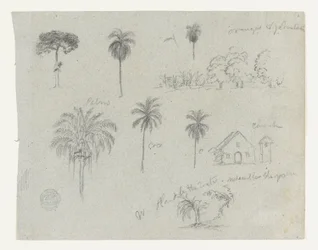 Sketches from the Rio Magdalena, Colombia. Botanical Sketches. A Church.
