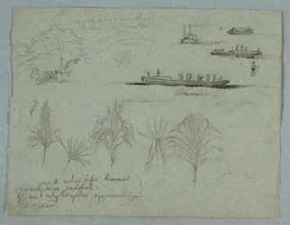 Sketches from the Rio Magdalena, Colombia: Plants, Steamer, and a Champan