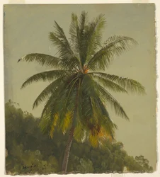Study of Palm Tree, Jamaica