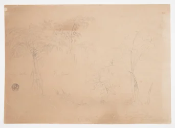 Study of Two Trees and Three Plants, near Jorje, Ecuador