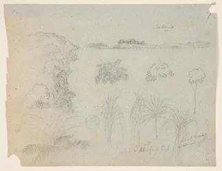 Study with Tree Tops, Trees, Five Designs of Plants, and a Distant Island
