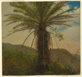 Tree Fern, Jamaica, July 1865