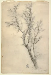 Tree with Many Boughs