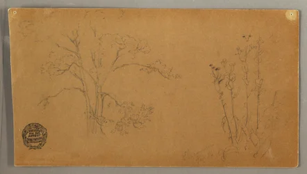 Trees and Plants, Elecampene
