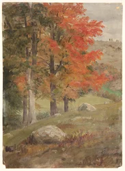 Woods in Autumn
