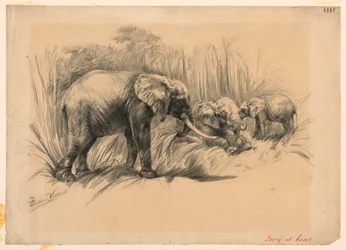 Ivory at Home