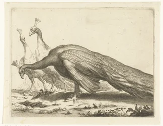 Peacocks; The drawing book of Abraham Bloemaert (series title)