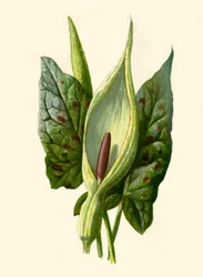 Arum or Cuckoo Pint, 1877