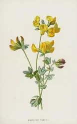 Birds-Foot Trefoil