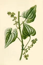 Black Bryony, 1877