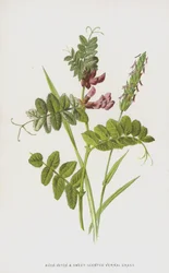 Bush-Vetch and Sweet-Scented Vernal Grass