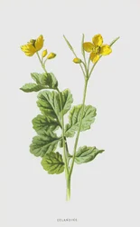 Celandine