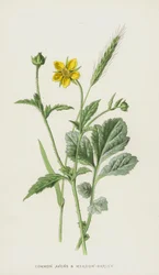 Common Avens and Meadow-Barley