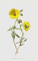 Common Rock Rose