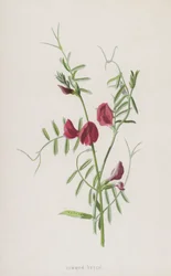 Common Vetch