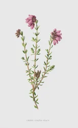 Cross-Leaved Heath