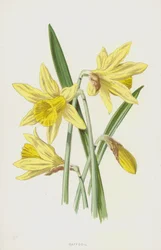Daffodil