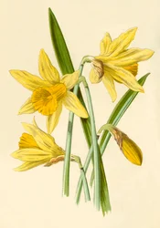 Daffodil