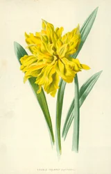 Double Trumpet Daffodil