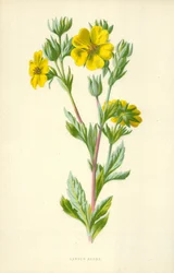 Garden Avens
