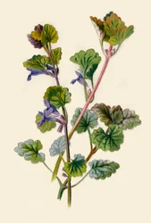 Ground Ivy