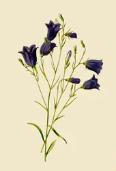 Harebell, 1877