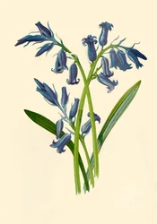 Hyacinth, 1877