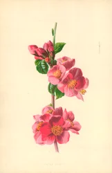 Japan Quince