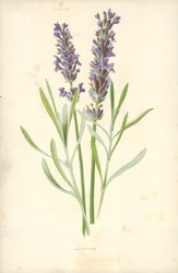 Lavender