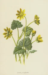 Lesser Celandine