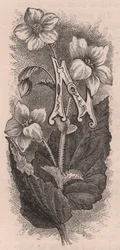 Letter N, Drop Cap Letter, from The Familiar Garden Flower
