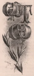 Letter T, Drop Cap Letter, from The Familiar Garden Flower