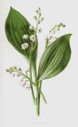Lily of the Valley