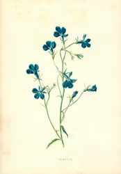 Lobelia