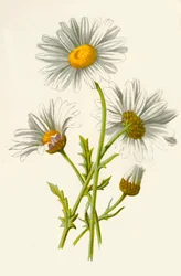 Ox-Eye Daisy