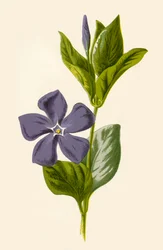 Periwinkle