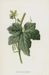 Red-Berried Bryony