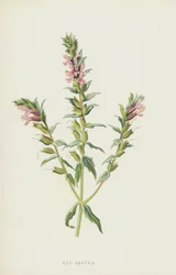 Red Bartsia