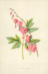 The Lyre Flower