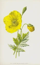 The Yellow or Mountain Poppy