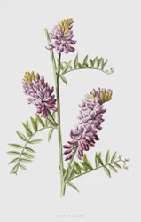Tufted Vetch
