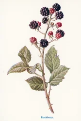 Wild Fruits of the Country-side: Blackberry