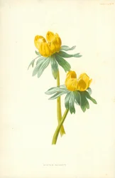 Winter Aconite