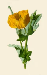 Yellow Horned Poppy