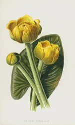 Yellow Water Lily