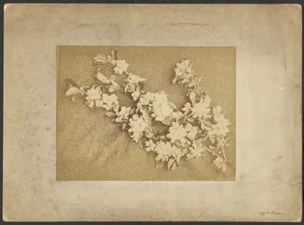 Apple Blossom