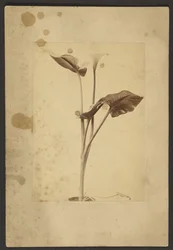 Calla Lily